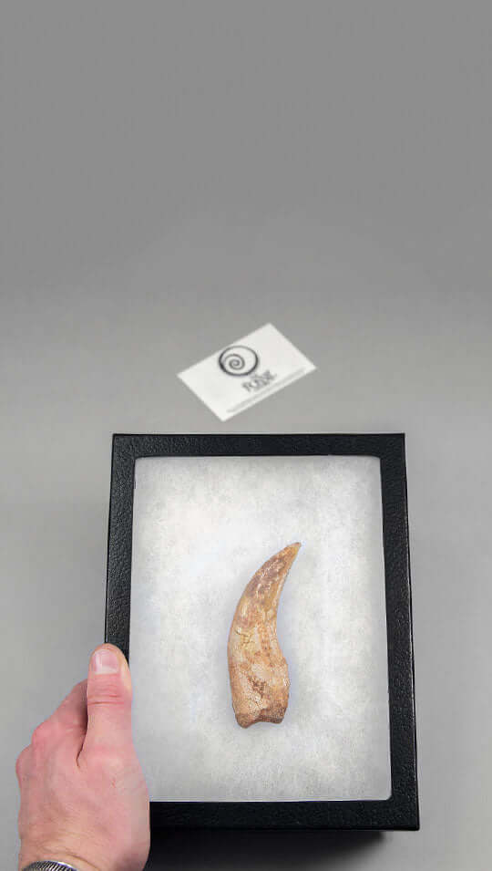 Dinosaur Fossil Claws