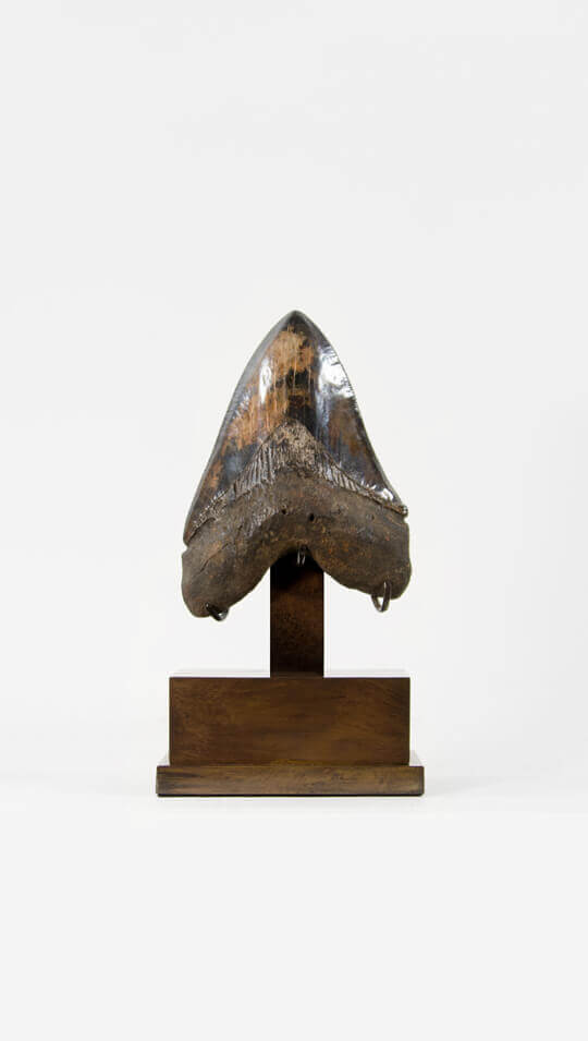 Museum-quality fossil Megalodon shark tooth for sale by THE FOSSIL STORE for interior fossil shop displays