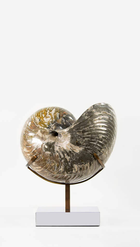 Museum-quality fossil nautilus for sale by THE FOSSIL STORE for interior fossil nautiloids shop