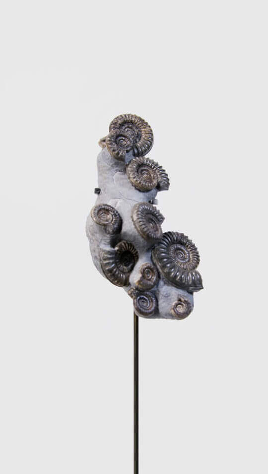 Ammonites on bronze stand