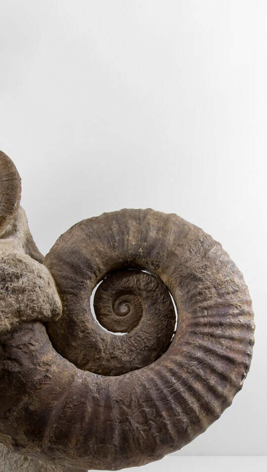 Ammonites for sale