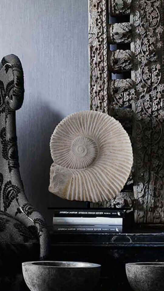 Interior Ammonite fossils for sale at THE FOSSIL STORE presented on bronze stands