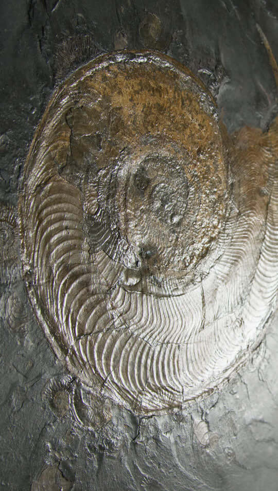 Holzmaden ammonites