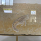 A wonderful example of a solnhofen shrimp on a custom cradled brass stand for display