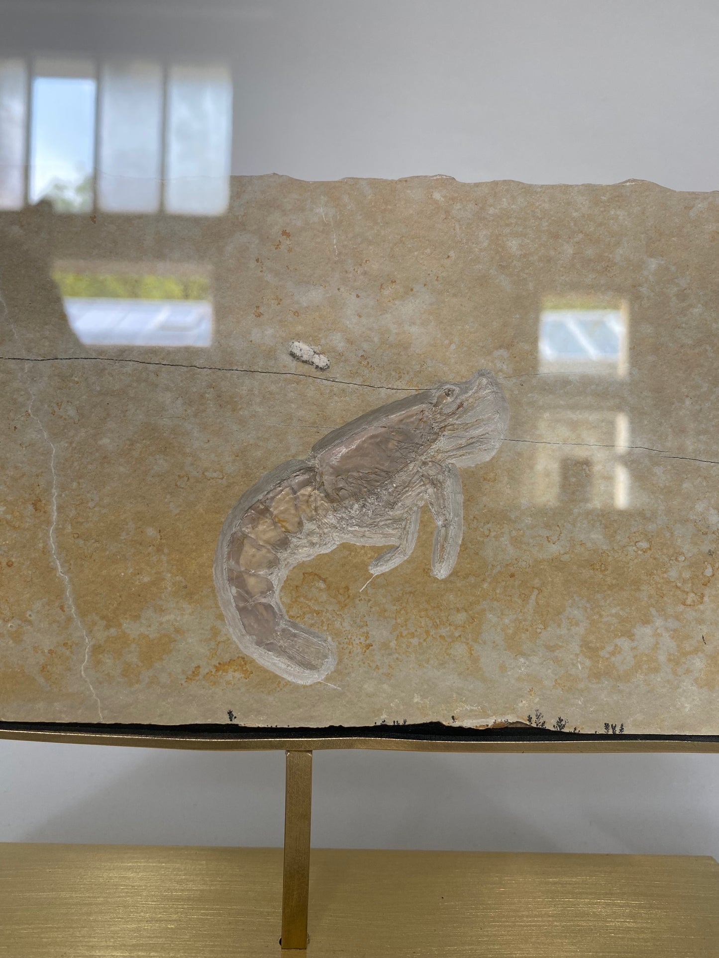 A wonderful example of a solnhofen shrimp on a custom cradled brass stand for display