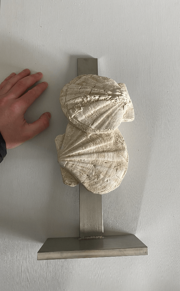 A pecten fossil on a stainless steel stand