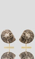 Hoplitoides Wohltmanni Ammonite Pair 235mm on brass stand