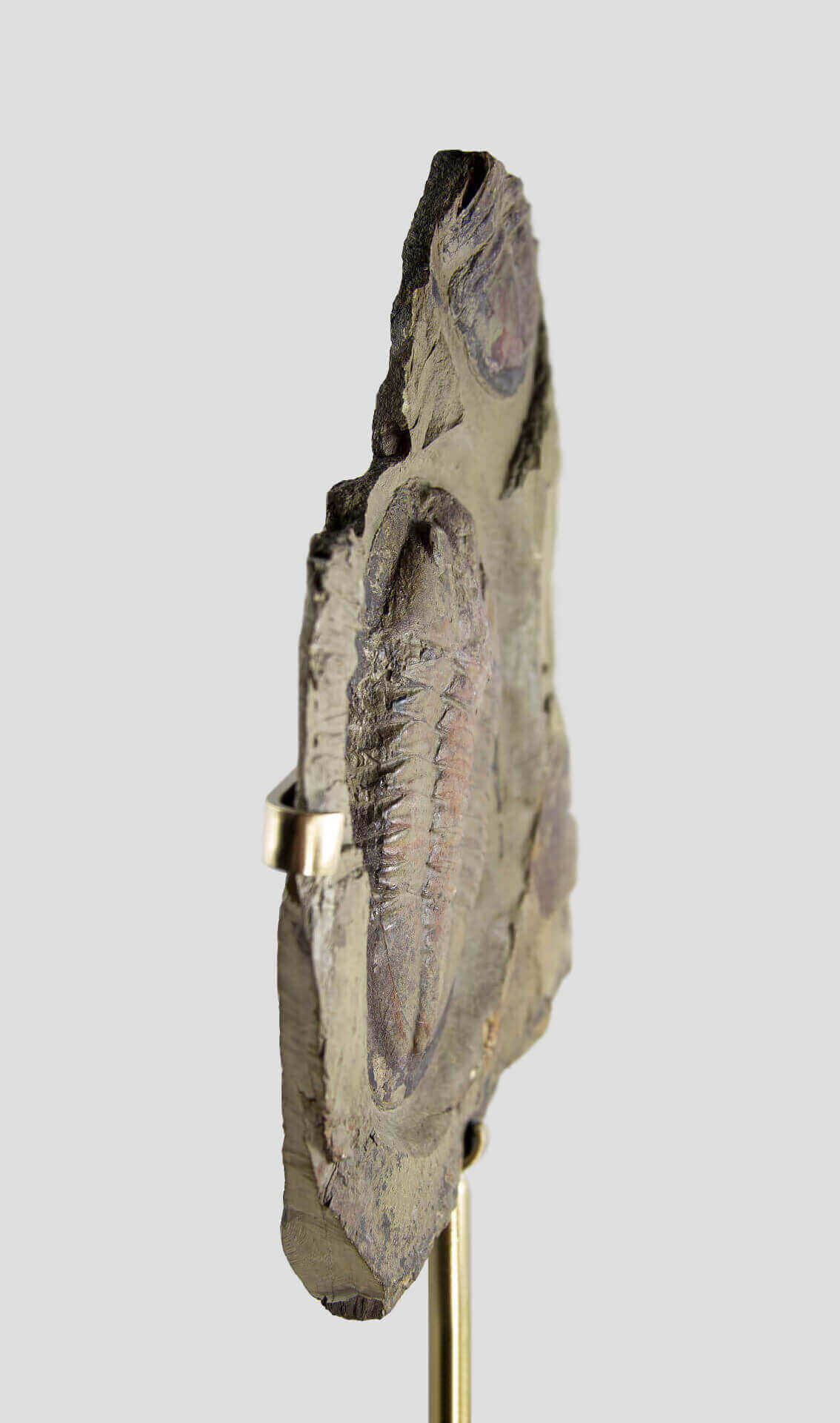 Fossil trilobites for sale on brass stands for interiors at the fossil store 00