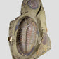 Fossil trilobites for sale on brass stands for interiors at the fossil store 00