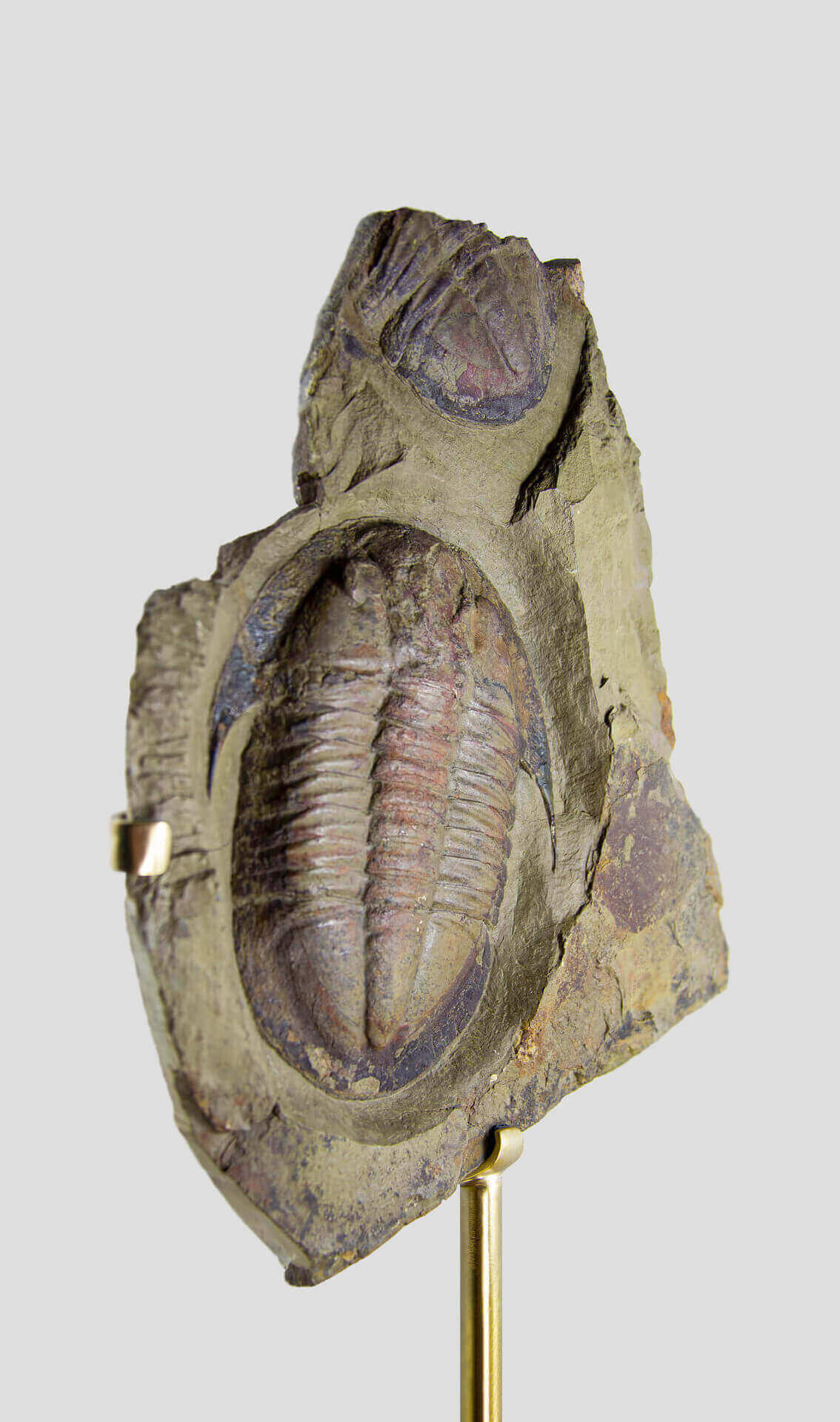 Fossil trilobites for sale on brass stands for interiors at the fossil store 00