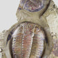 Fossil trilobites for sale on brass stands for interiors at the fossil store 00