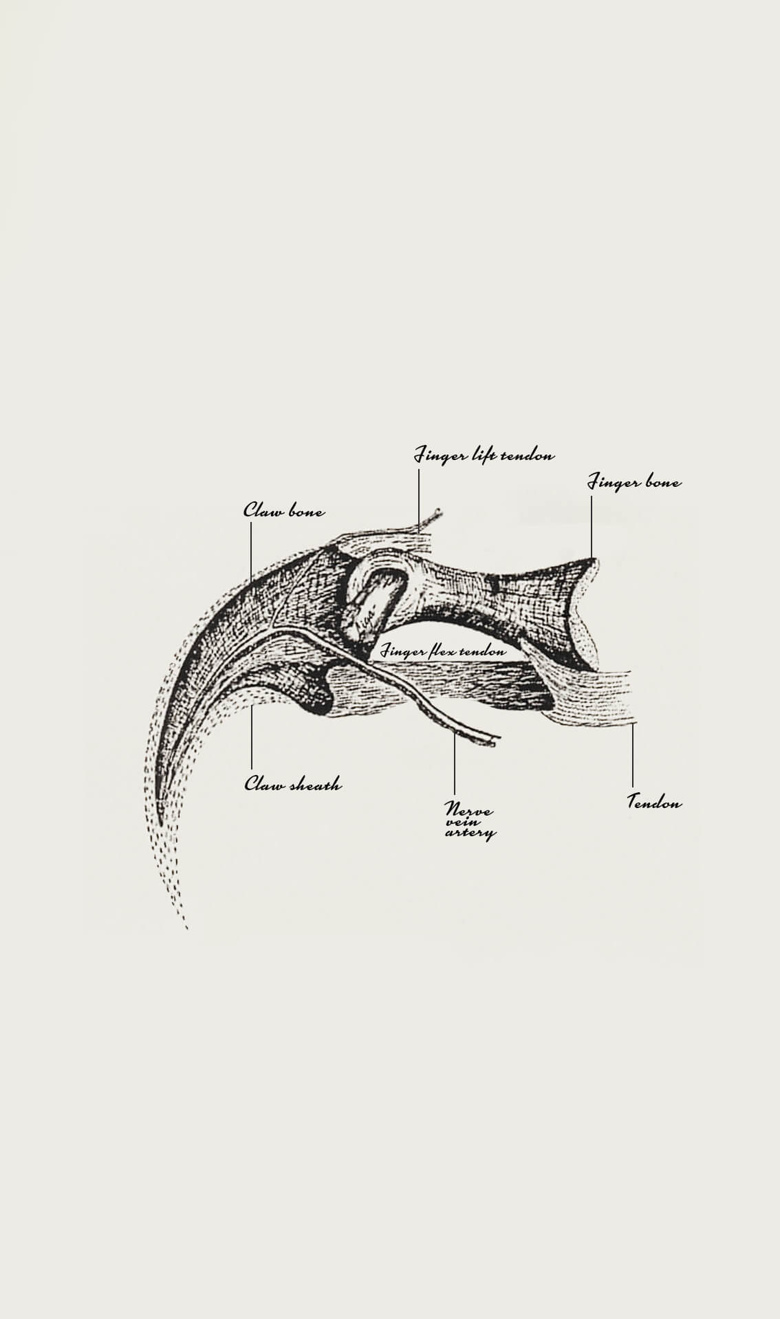 Carcharodontosaurus Dinosaur Claw 44mm