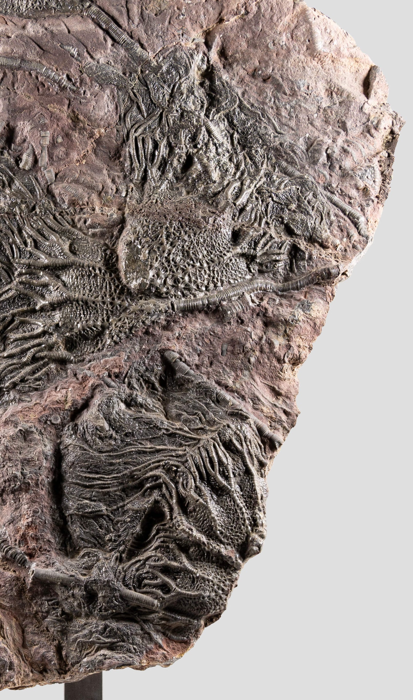 Crinoid Scyphocrinites Lily on Steel 520mm