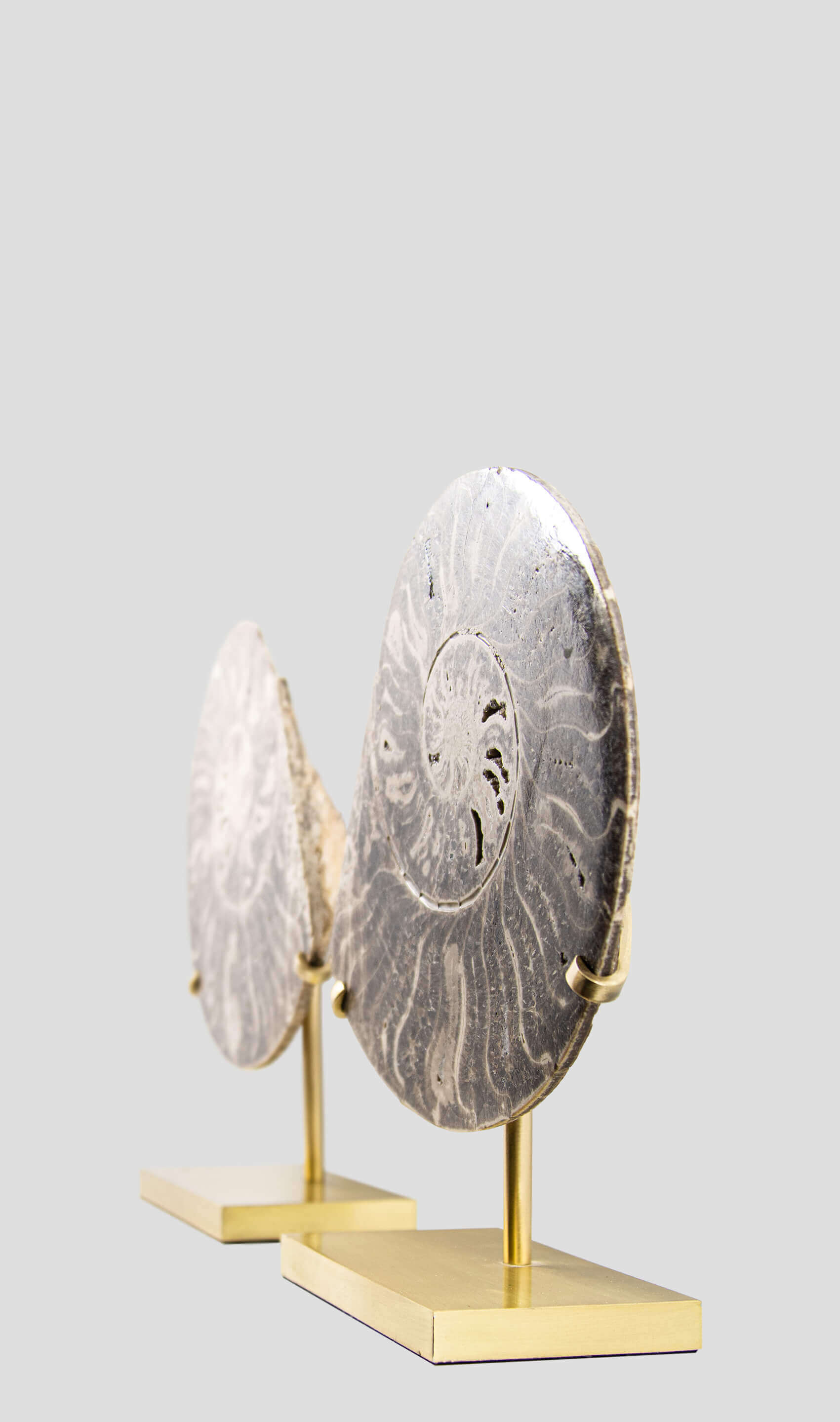 Hoplitoides Wohltmanni Ammonite Pair 235mm on brass stand