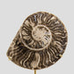 Hoplitoides Wohltmanni Ammonite Pair 235mm on brass stand