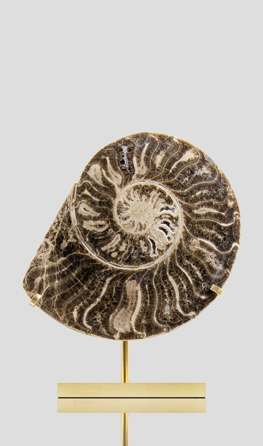 Hoplitoides Wohltmanni Ammonite Pair 235mm on brass stand