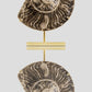 Hoplitoides Wohltmanni Ammonite Pair 235mm on brass stand