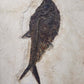 large fossil Diplomystus fish in a wood frame 1