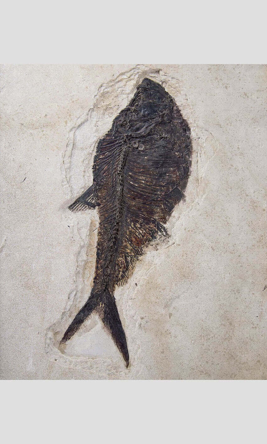 large fossil Diplomystus fish in a wood frame 1