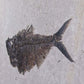 large fossil Diplomystus fish in a wood frame