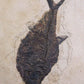 large fossil Diplomystus fish in a wood frame 1