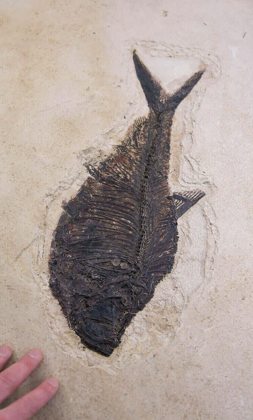 large fossil Diplomystus fish in a wood frame 1