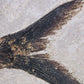 large fossil Diplomystus fish in a wood frame