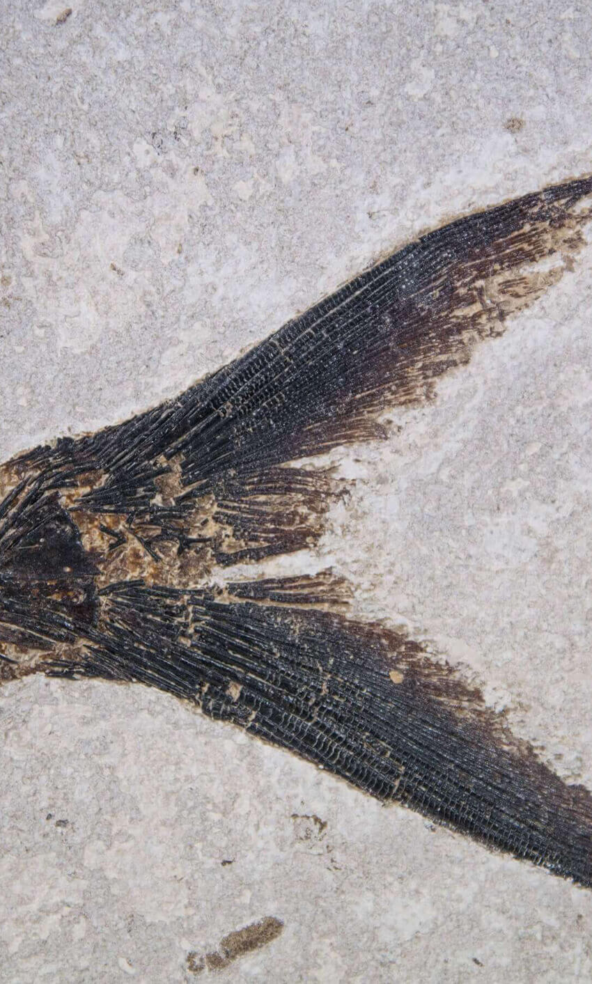 large fossil Diplomystus fish in a wood frame