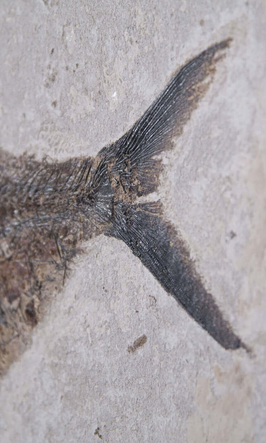 large fossil Diplomystus fish in a wood frame