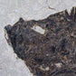 large fossil Diplomystus fish in a wood frame