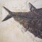 large fossil Diplomystus fish in a wood frame 1