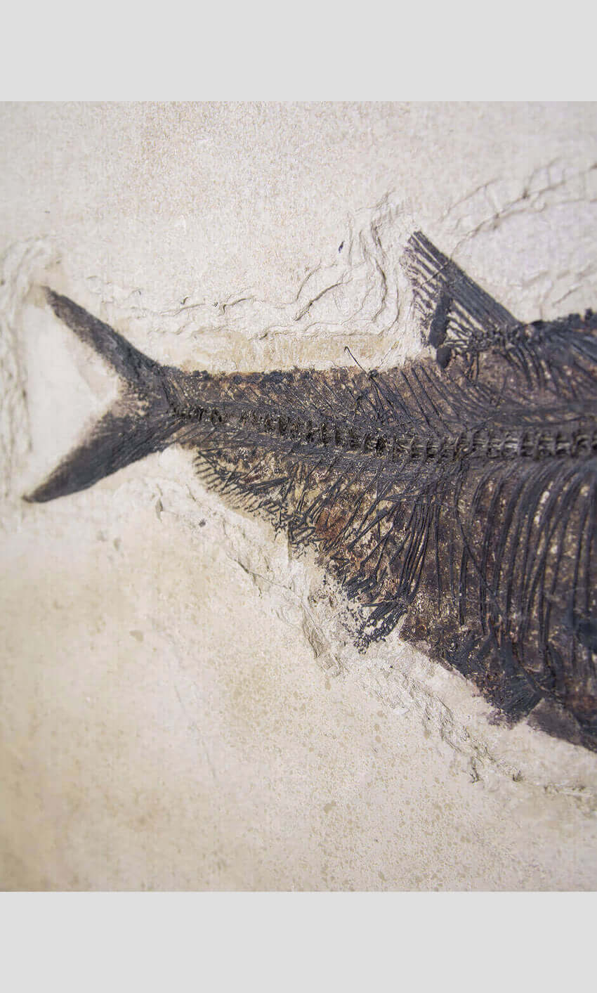 large fossil Diplomystus fish in a wood frame 1