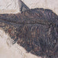 large fossil Diplomystus fish in a wood frame 1