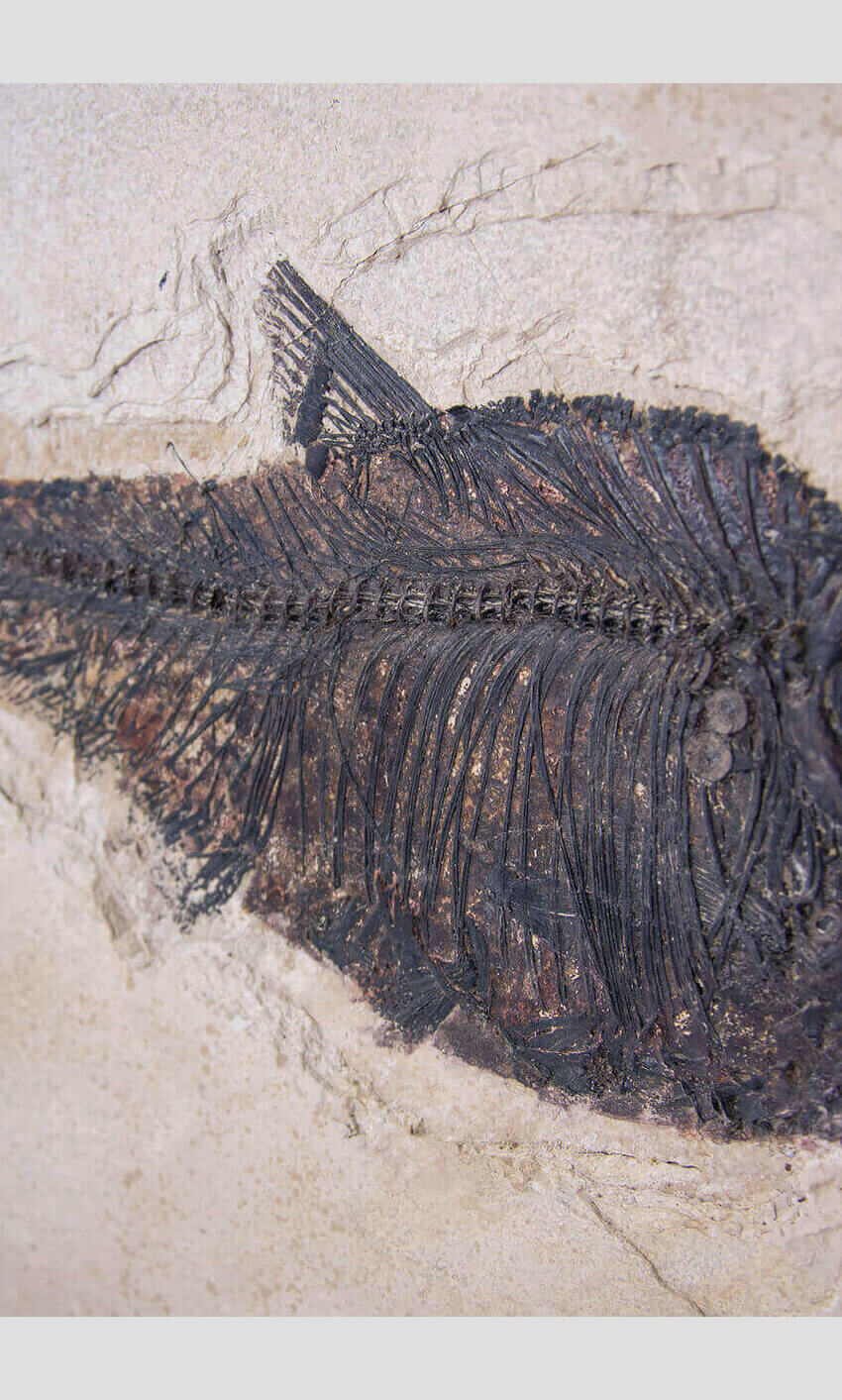 large fossil Diplomystus fish in a wood frame 1