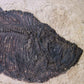 large fossil Diplomystus fish in a wood frame 1