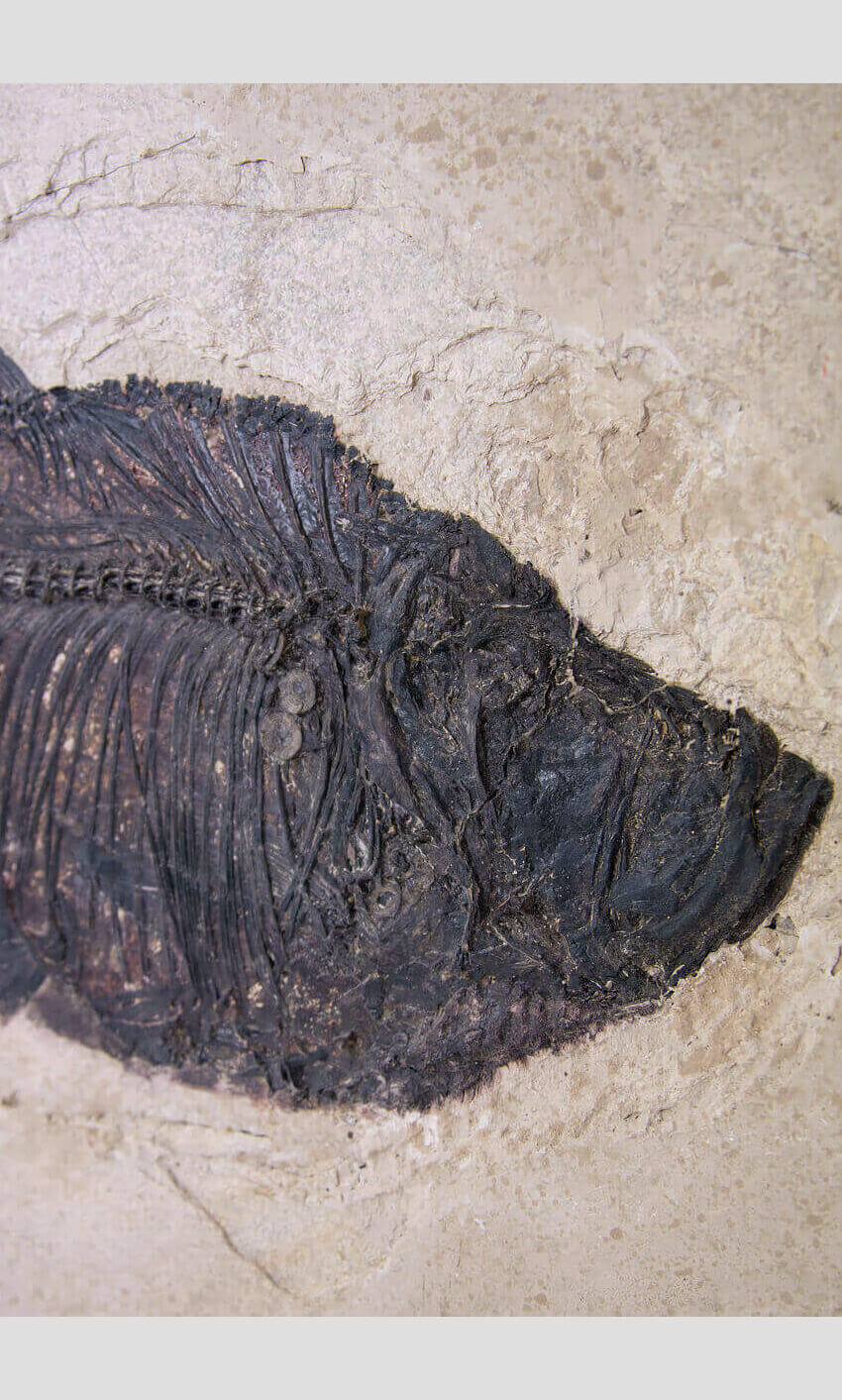 large fossil Diplomystus fish in a wood frame 1