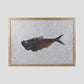 large fossil Diplomystus fish in a wood frame