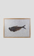 large fossil Diplomystus fish in a wood frame