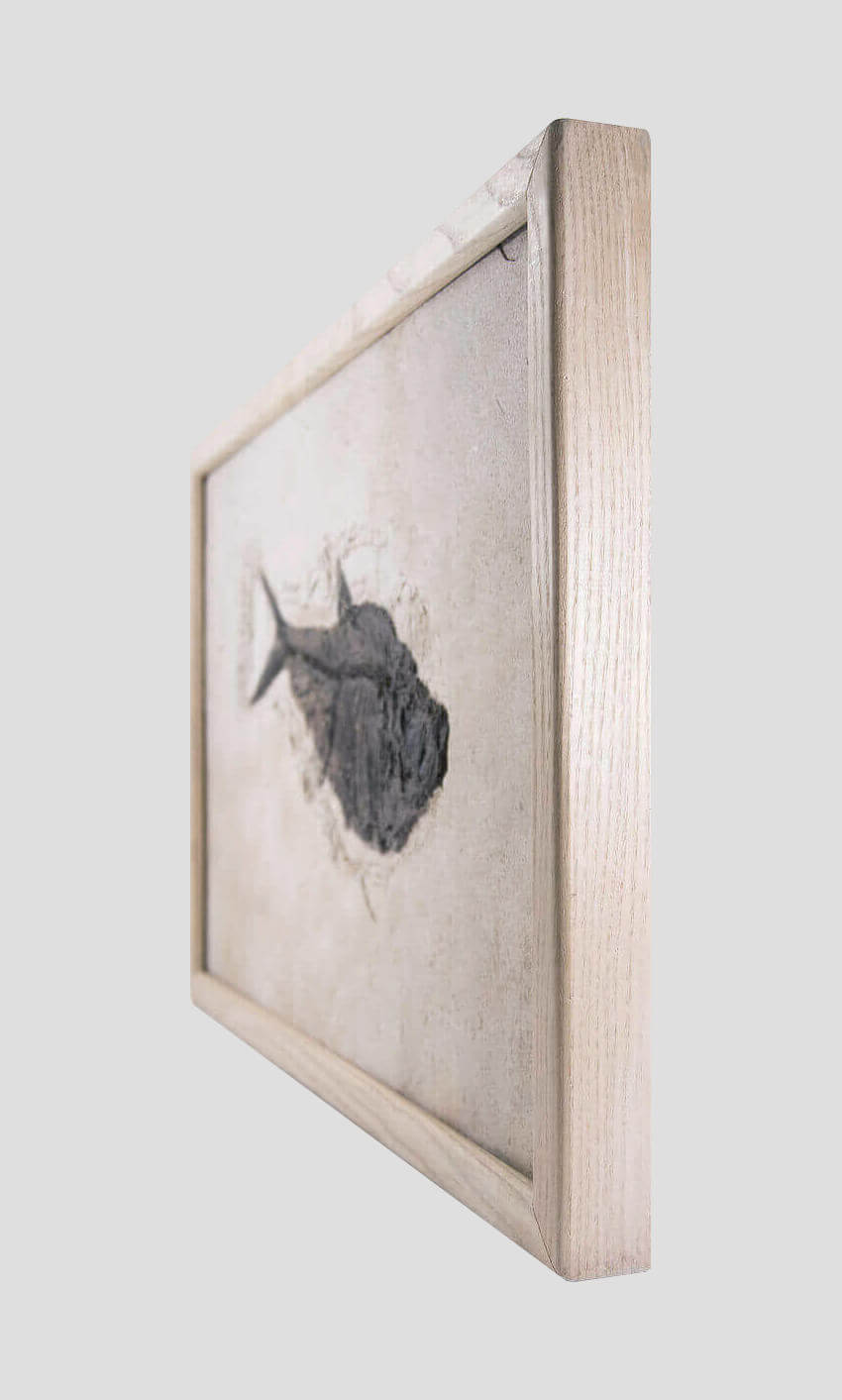 large fossil Diplomystus fish in a wood frame 1