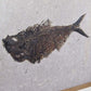 large fossil Diplomystus fish in a wood frame