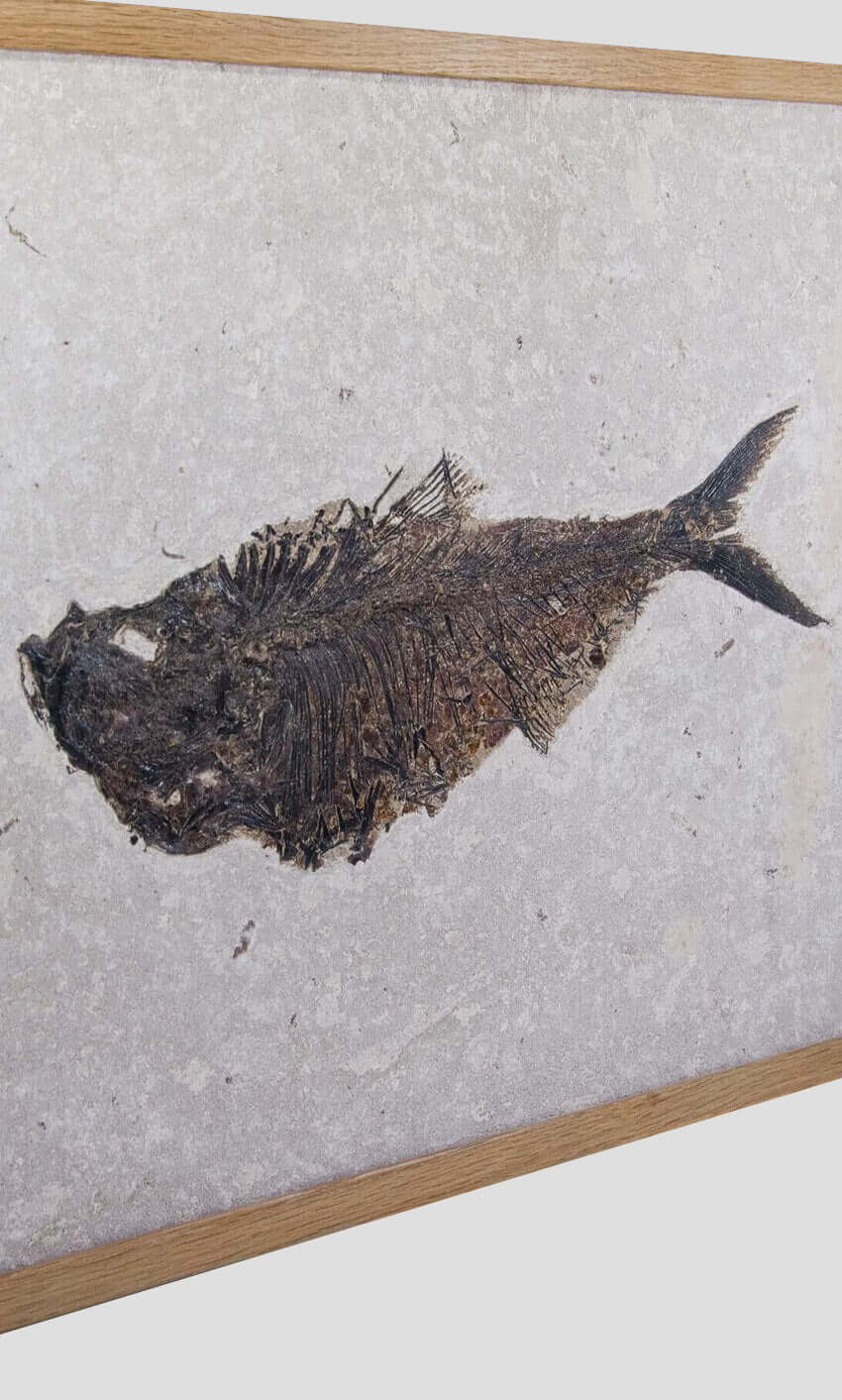 large fossil Diplomystus fish in a wood frame