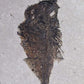 large fossil Diplomystus fish in a wood frame