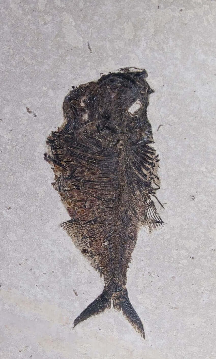 large fossil Diplomystus fish in a wood frame