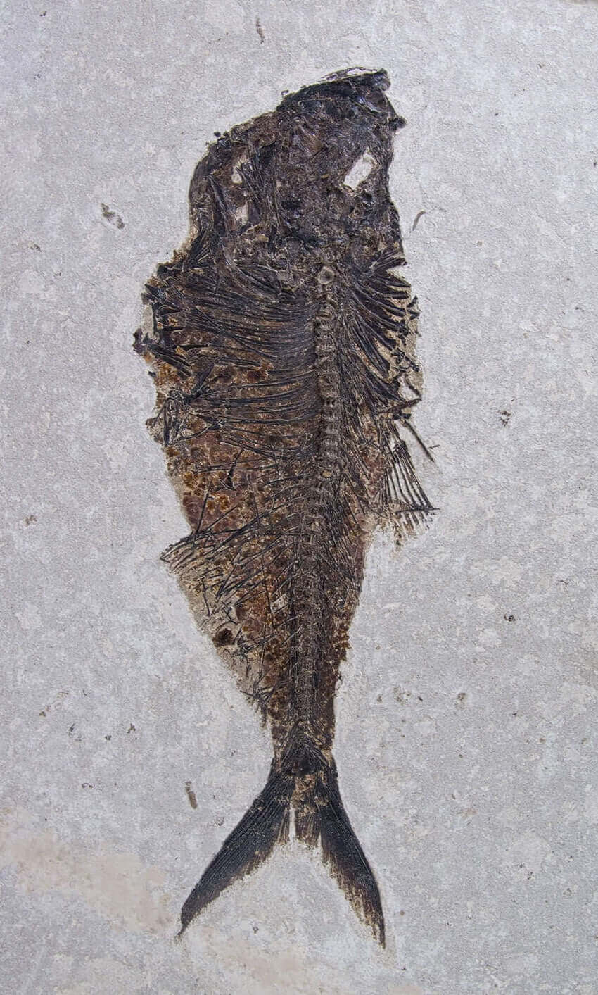 large fossil Diplomystus fish in a wood frame