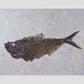 large fossil Diplomystus fish in a wood frame