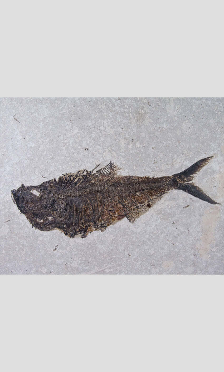 large fossil Diplomystus fish in a wood frame