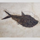 large fossil Diplomystus fish in a wood frame 1