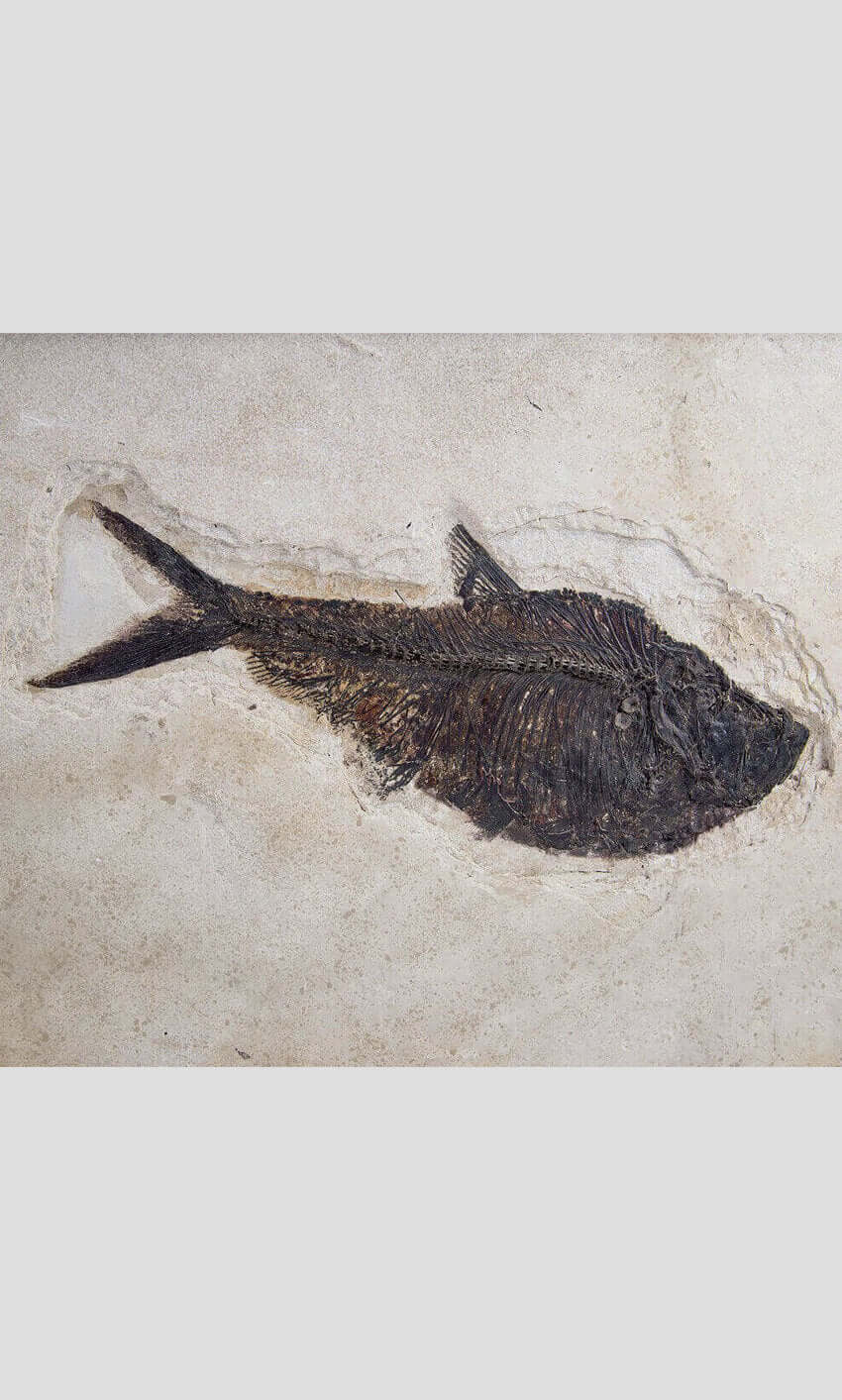 large fossil Diplomystus fish in a wood frame 1