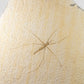 fine fossil water strider insect on a custom cradled brass stand for display