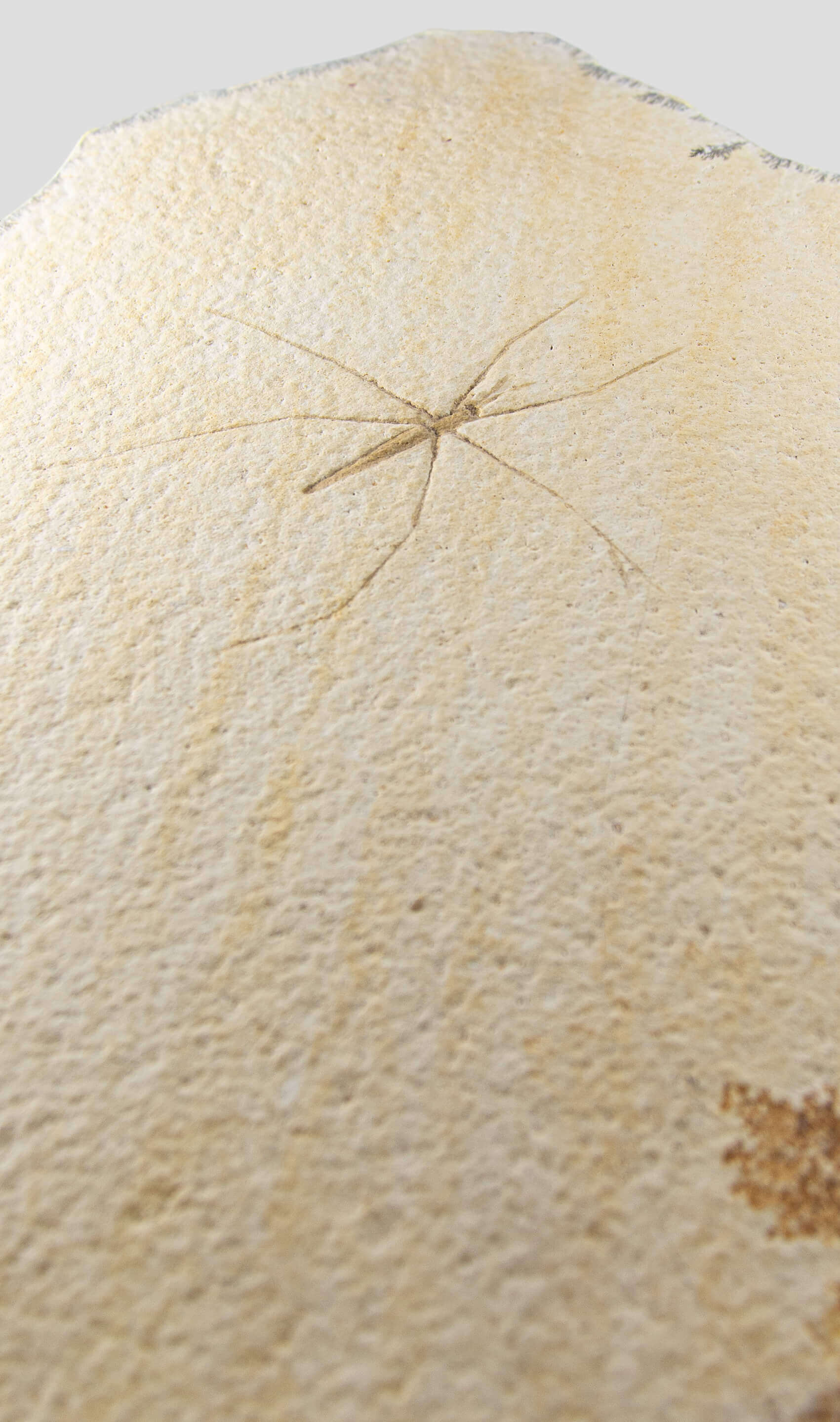 fine fossil water strider insect on a custom cradled brass stand for display